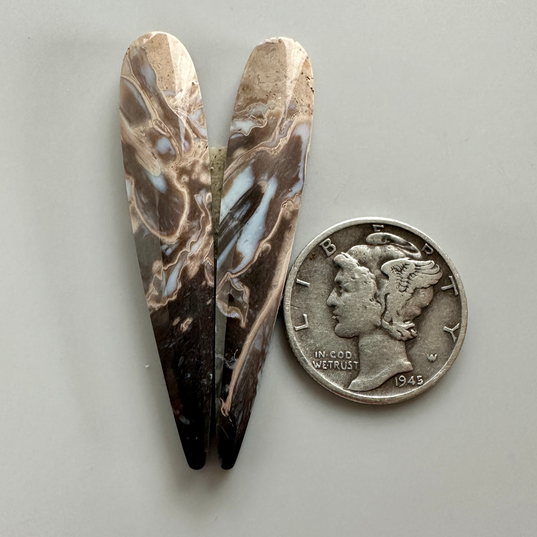 Petrified Palm Root